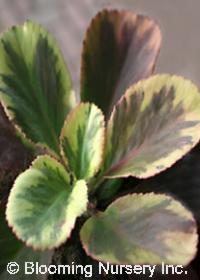 Bergenia 'Solar Flare'